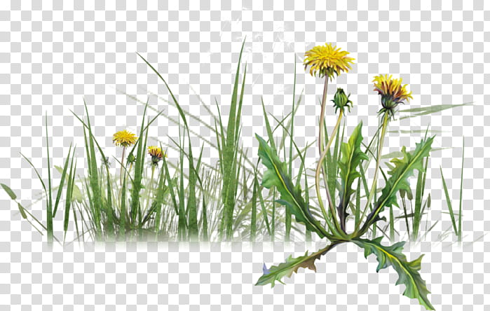 Grass, Dandelion, Herbaceous Plant, Plants, Flower, Flora, Pissenlit, Goddess transparent background PNG clipart