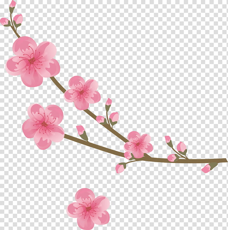 flowers floral, Pink, Cherry Blossom, Branch, Plant, Petal, Spring
, Twig transparent background PNG clipart