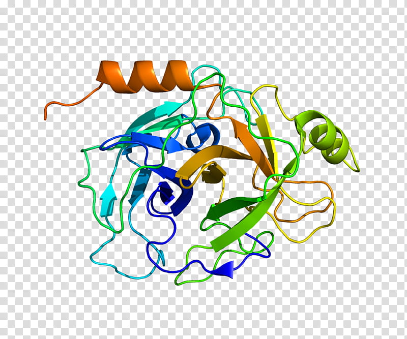Prss8 Text, Serine Protease, Protein, Gene, Human, Trypsinogen, Sodium Channel, Cell transparent background PNG clipart