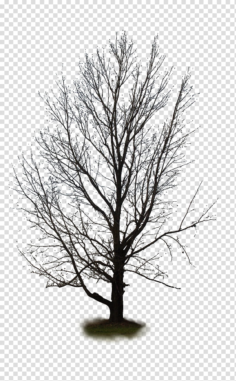 Tree  , black leafless tree transparent background PNG clipart