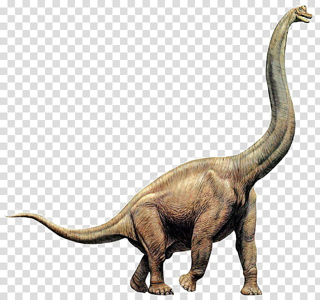 Dinosaur, Brachiosaurus, Diplodocus, Giraffatitan, Apatosaurus, Dinosaur Size, Lusotitan, Sauropods transparent background PNG clipart