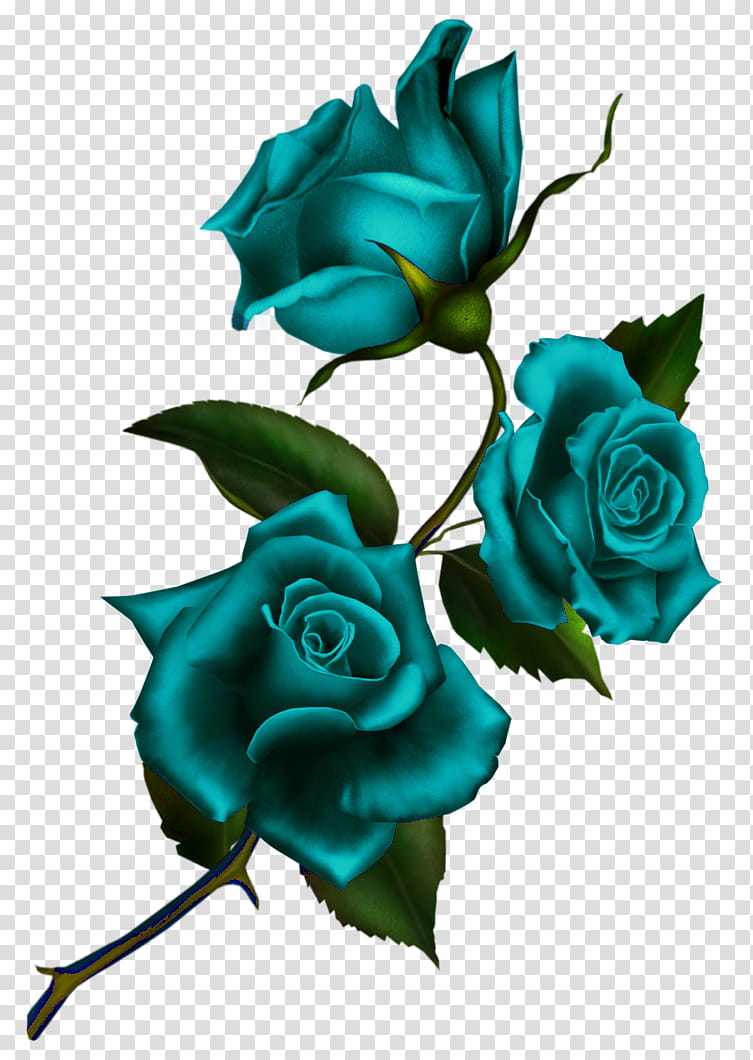 Black Rose Drawing, Garden Roses, Pink, Flower, Sticker, Blue Rose, Multiflora Rose, Floral Design transparent background PNG clipart