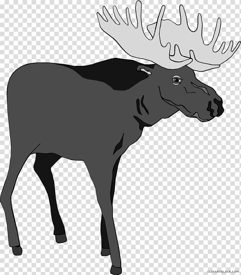 Reindeer, Moose, Animal Silhouettes, Borders , Bullwinkle J Moose, Wildlife, Horn, Antler transparent background PNG clipart