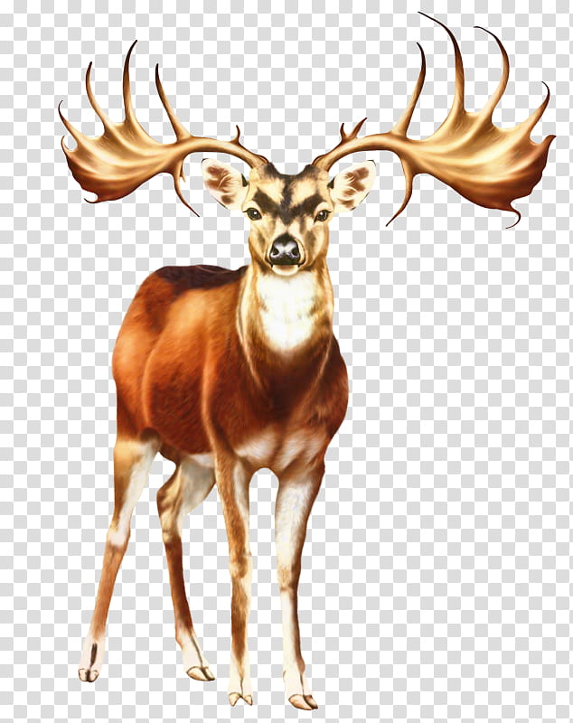Reindeer, Whitetailed Deer, Moose, Red Deer, Antler, Drawing, Wildlife, Horn transparent background PNG clipart