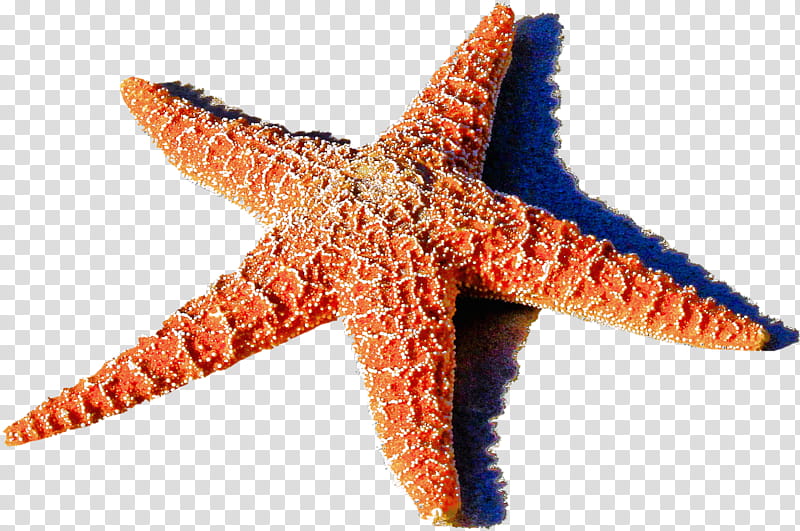 Travel Sea, Starfish, Marine Life, Ocean, School
, Beach, Sticker, Body Cavity transparent background PNG clipart