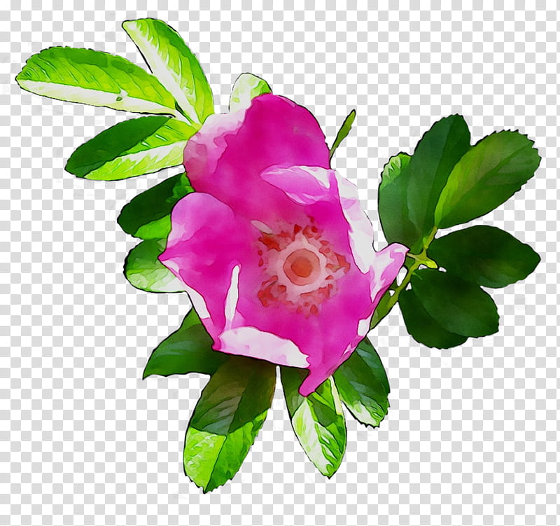 Pink Flower, Cabbage Rose, Garden Roses, Dogrose, Floribunda, Sasanqua Camellia, Herbaceous Plant, Plants transparent background PNG clipart