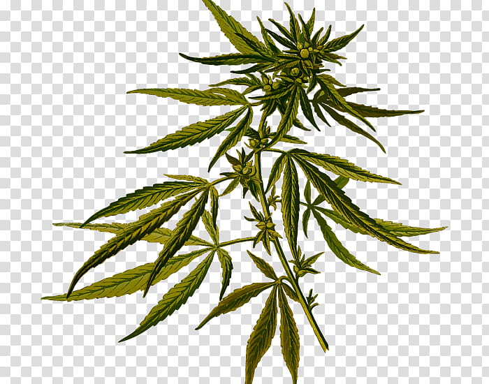 Family Tree, Cannabis Sativa, Hash Oil, Hash Marihuana Hemp Museum, Medical Cannabis, Cannabidiol, Cannabis Concentrate, Cannabis Ruderalis transparent background PNG clipart