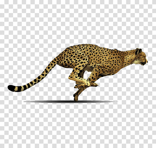 Cats, Cheetah, Animal Figure, Wildlife, Jaguar, African Leopard, Small To Mediumsized Cats transparent background PNG clipart