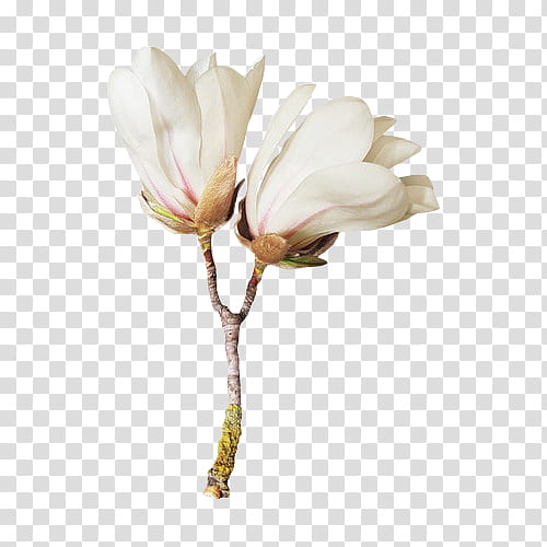 Full, white flowers transparent background PNG clipart