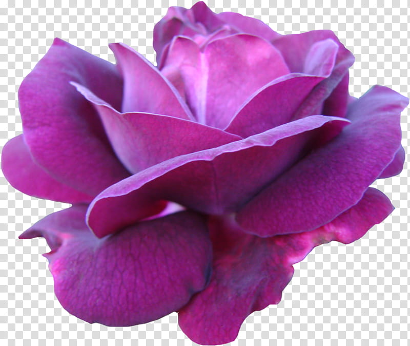 Purple Watercolor Flower, Garden Roses, Cabbage Rose, Floribunda, China Rose, Pink, Watercolor Painting, Peony transparent background PNG clipart