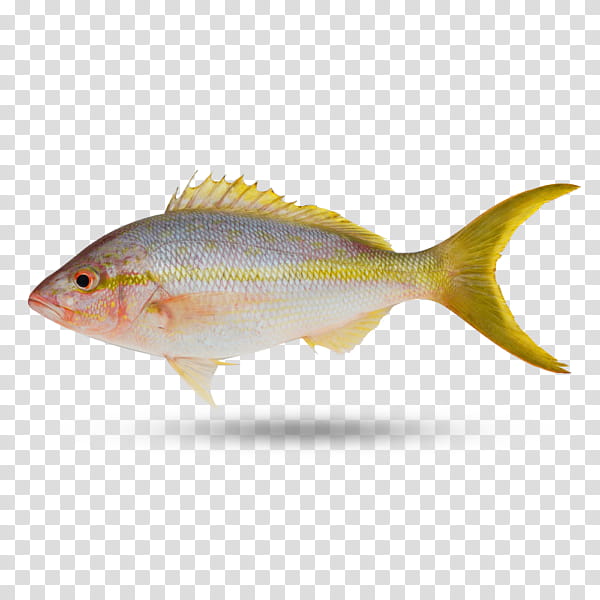 Fishing, Northern Red Snapper, Yellowtail Snapper, Milkfish, Perch, Cod, Fish Products, Gulf Of Mexico transparent background PNG clipart