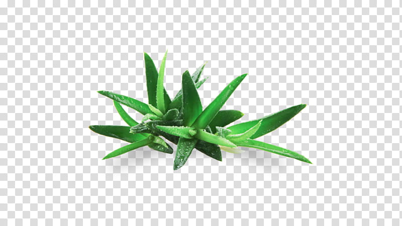 green leaf plant flower grass, Tarragon, Herb transparent background PNG clipart