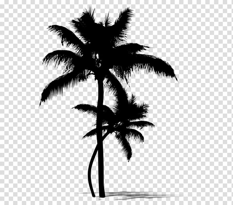 Palm Tree Silhouette, Asian Palmyra Palm, Date Palm, Leaf, Palm Trees, Borassus, Blackandwhite, Arecales transparent background PNG clipart