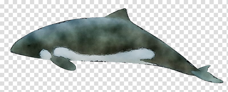 Whale, Porpoise, Dolphin, Animal, Bottlenose Dolphin, Cetacea, Fin, Harbour Porpoise transparent background PNG clipart