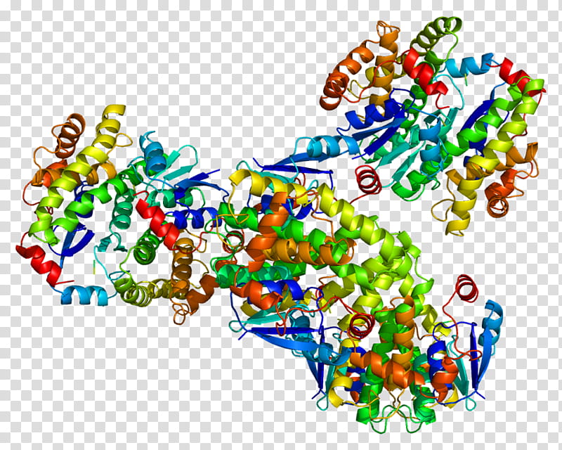 Gsta4 Text, Glutathione Stransferase, Gene, Gstt1, Human, Protein, Glutathione Stransferase Mu 1, Chromosome transparent background PNG clipart
