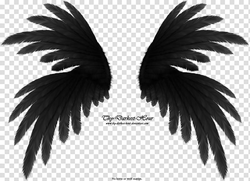 Frilled Wings Black transparent background PNG clipart