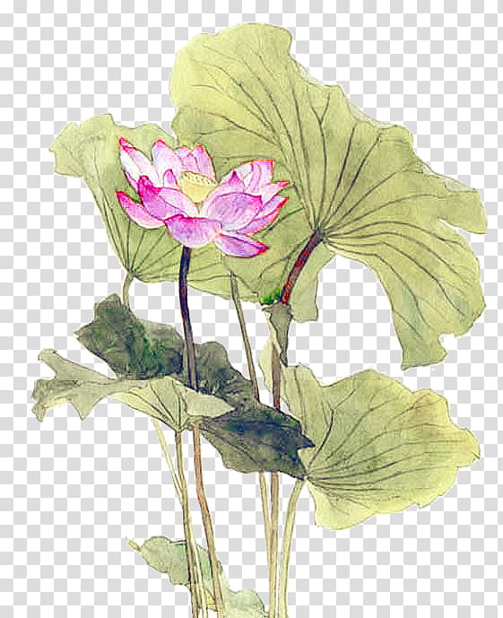 Pink Flower, Nymphaea Nelumbo, Watercolor Painting, Pygmy Waterlily, Ink Wash Painting, White, Plant, Petal transparent background PNG clipart