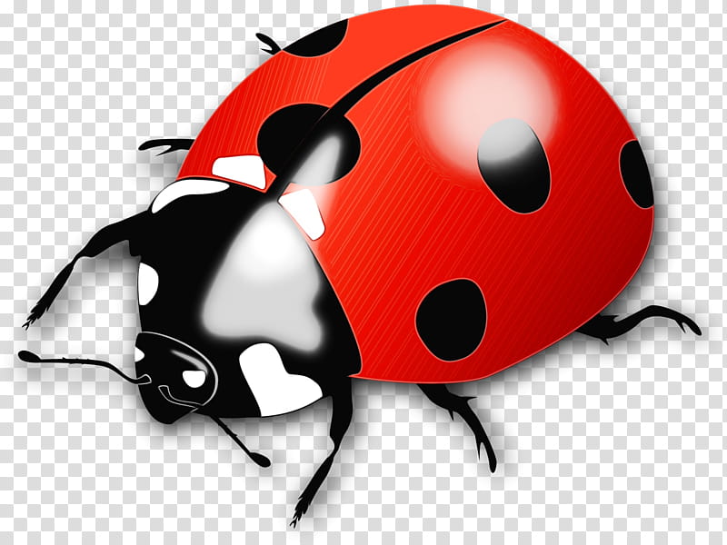 Bird Drawing, Ladybird Beetle, Ladybird Ladybird, Insect, Lady Bird, Ladybug, Leaf Beetle transparent background PNG clipart