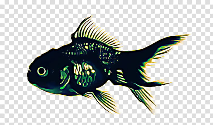 Fish, Goldfish, Biology, Turquoise, Fin, Bluegill, Pomacentridae, Tail transparent background PNG clipart