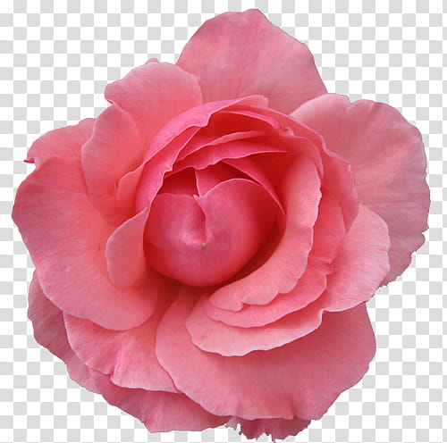Rose Gold Mega , pink rose flower transparent background PNG clipart |  HiClipart