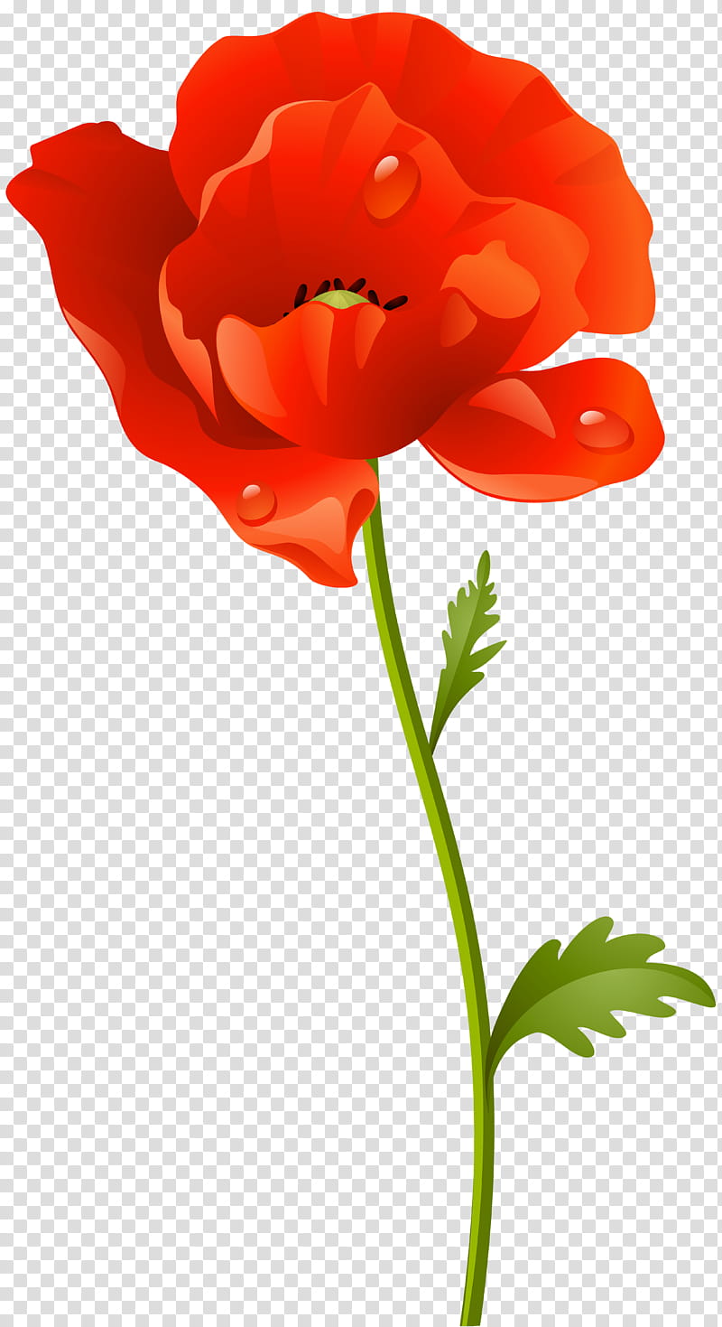 Floral Flower, Poppy, Cut Flowers, Painting, Cartoon, Flower Bouquet, Floral Design, Red transparent background PNG clipart