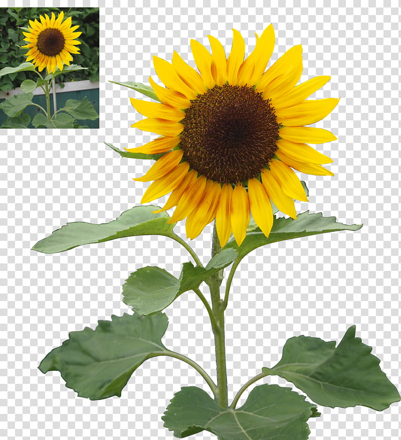 sunflower precut, yellow sunflower transparent background PNG clipart