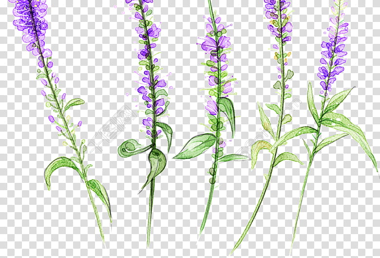Oil Painting Flower, English Lavender, Hair Removal, Watercolor Painting, Essential Oil, Lavender Oil, Waxing, Plant transparent background PNG clipart