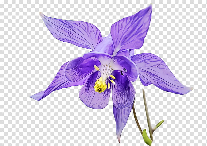 flower flowering plant violet purple plant, Watercolor, Paint, Wet Ink, Petal, Columbine, Violet Family, VIOLA transparent background PNG clipart