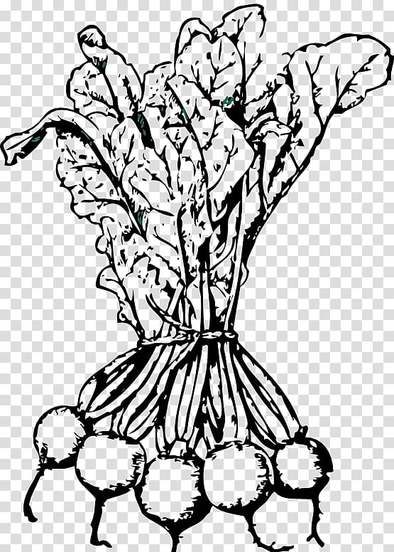 Flowers, Beetroots, Line Art, Vegetable, Drawing, Sugar Beet, Food, Chard transparent background PNG clipart