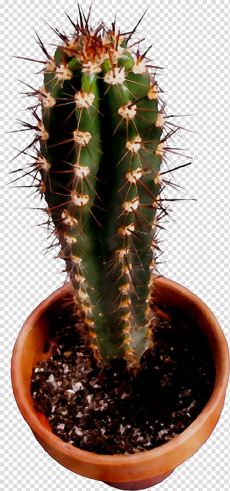 Cactus, San Pedro Cactus, Triangle Cactus, Prickly Pear, Thorns Spines And Prickles, Echinocereus, Flowerpot, Houseplant transparent background PNG clipart