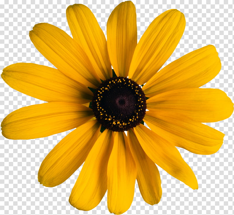 Object Petals, yellow black-eyed susan flower transparent background PNG clipart