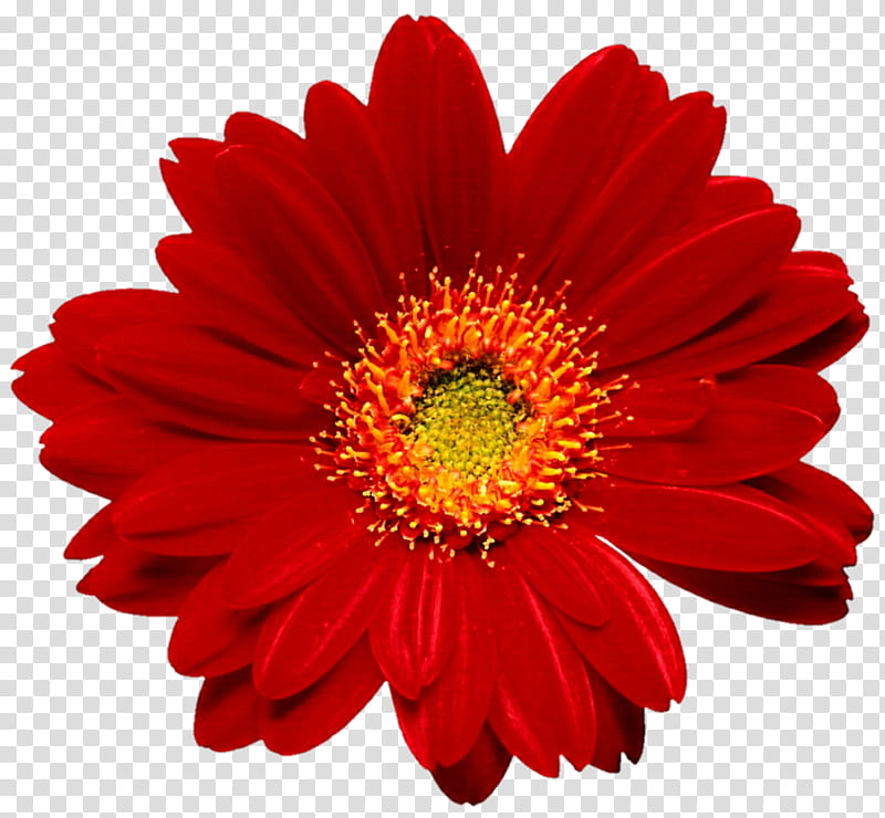 Scarlet Gerbera Daisy transparent background PNG clipart