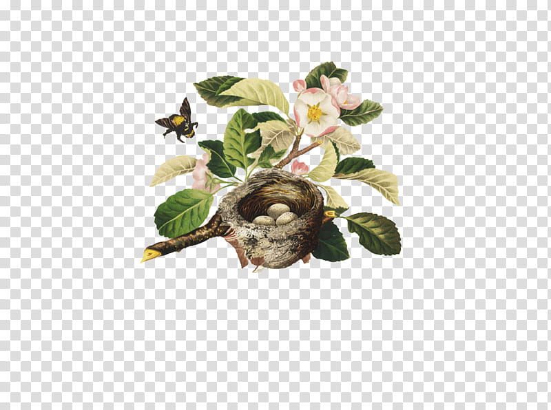 Bumblebee Blossom and Bird Nest, pink and white petaled flowers transparent background PNG clipart