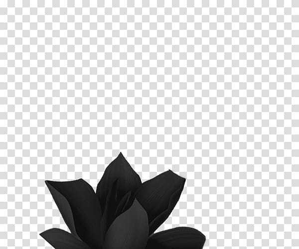 RECURSOS  GET BACK LUPISHA, black flower illustration transparent background PNG clipart