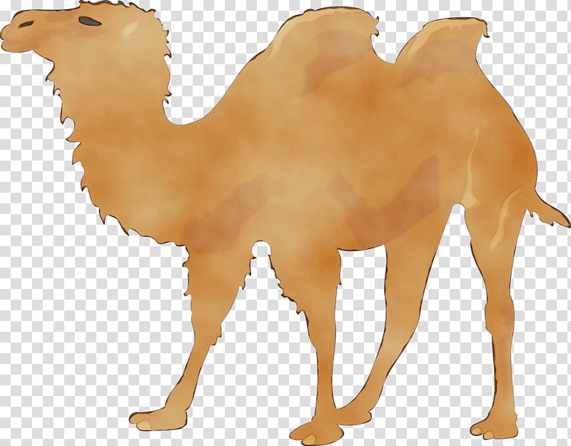 Llama, Watercolor, Paint, Wet Ink, Camel, Camelid, Arabian Camel, Bactrian Camel transparent background PNG clipart