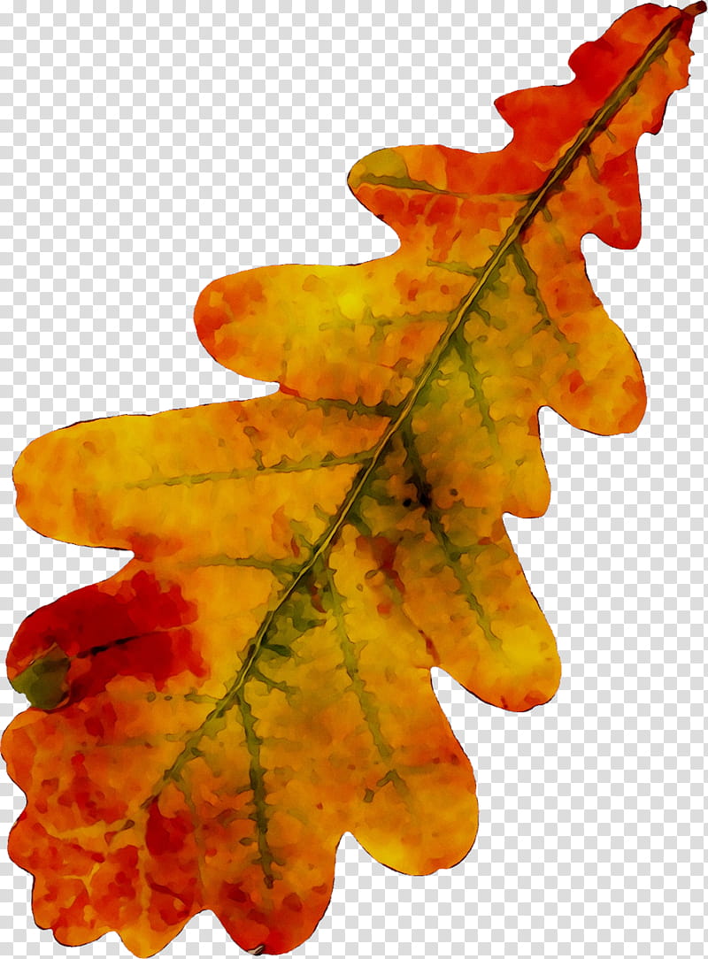 Oak Tree Leaf, Maple Leaf, Autumn, Black Maple, Plant, Orange, Woody Plant, Flower transparent background PNG clipart