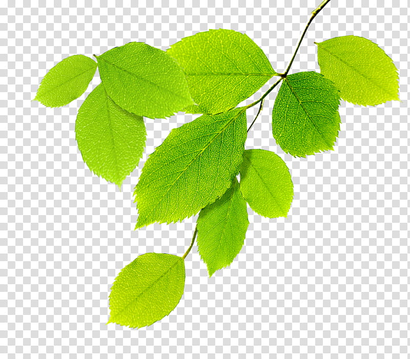 NATURE FREE , green leafed plant transparent background PNG clipart