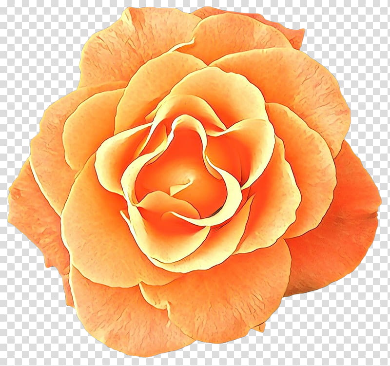 Garden roses, Cartoon, Petal, Orange, Flower, Yellow, Plant, Peach transparent background PNG clipart