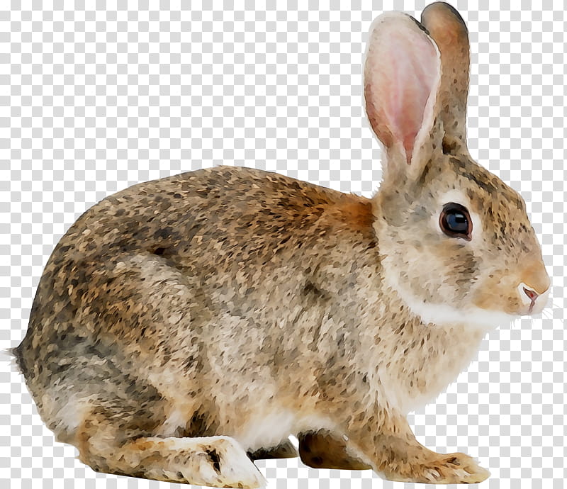 Mountain, Angora Rabbit, Hare, Rex Rabbit, Holland Lop, Rabbits Foot, Lop Rabbit, 2018 transparent background PNG clipart