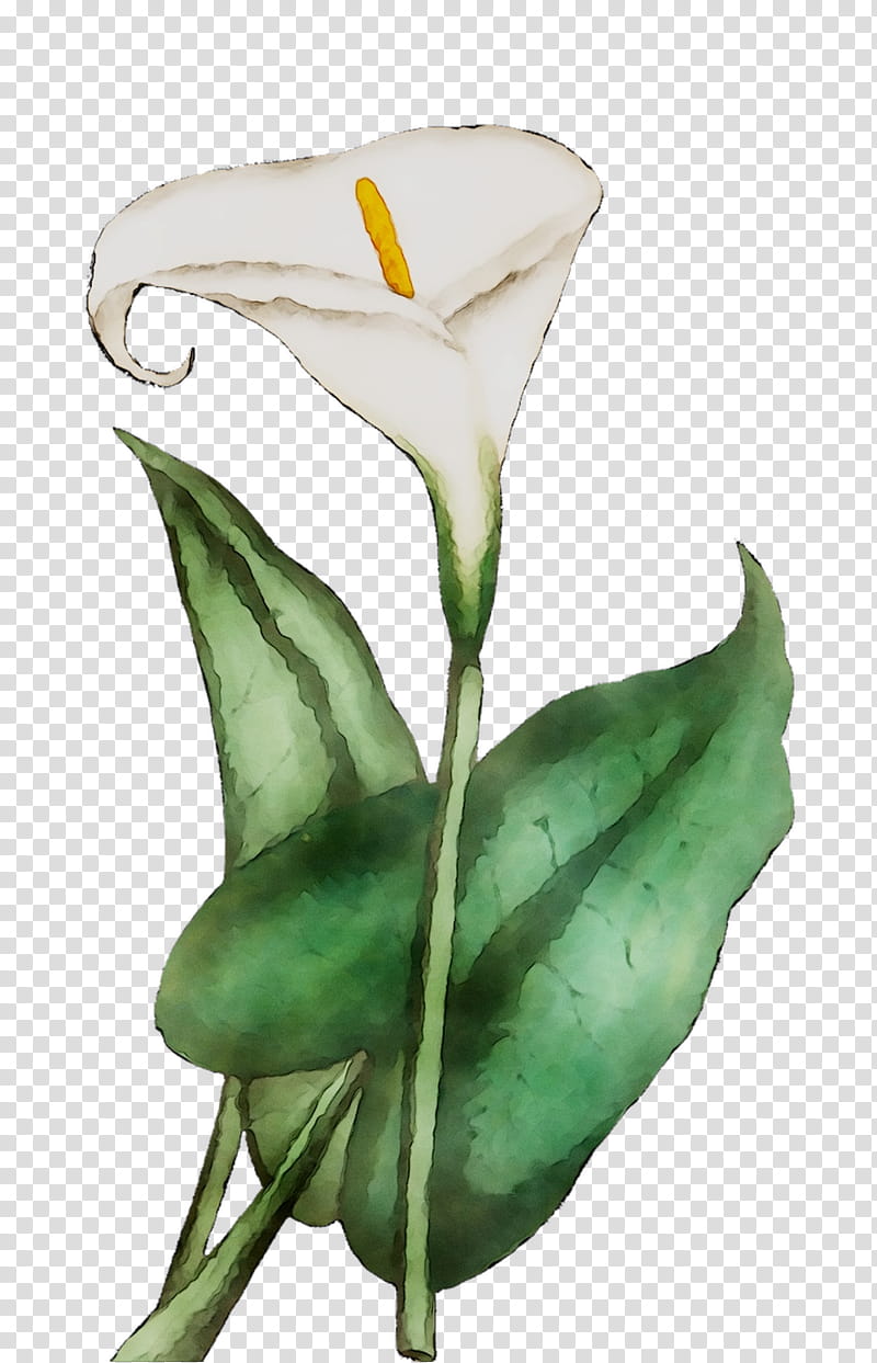 White Lily Flower, Arum Lilies, Cut Flowers, Plant Stem, Rose, Leaf, Petal, Family M Invest Doo transparent background PNG clipart