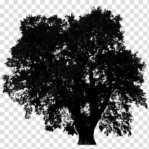 Oak Tree, Black White M, Woody Plant, Branch, California Live Oak transparent background PNG clipart