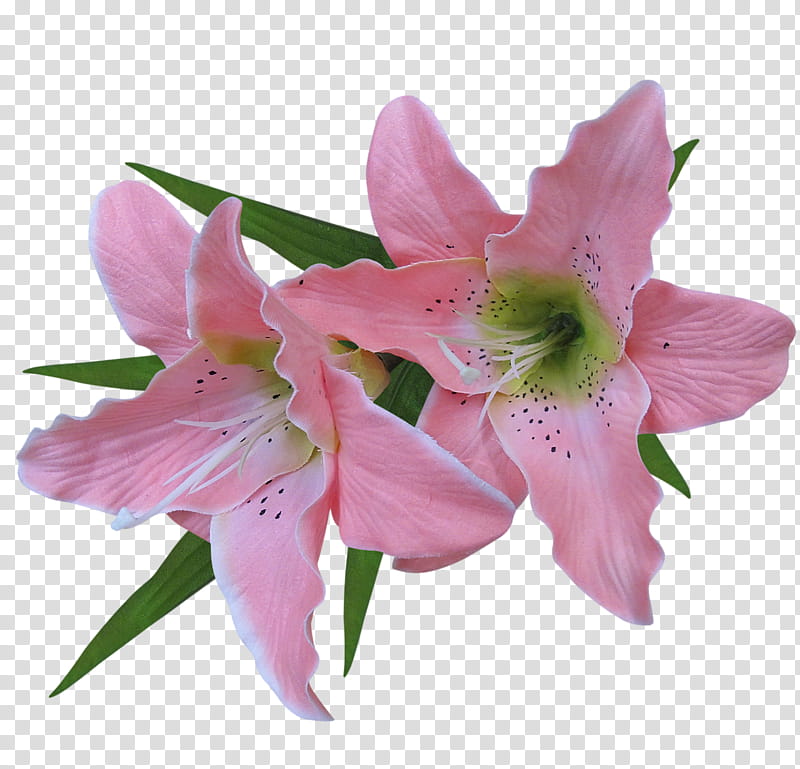 Watercolor Pink Flowers, Lily, Watercolor Painting, Artist, Drawing, Plant, Amaryllis Belladonna, Cut Flowers transparent background PNG clipart