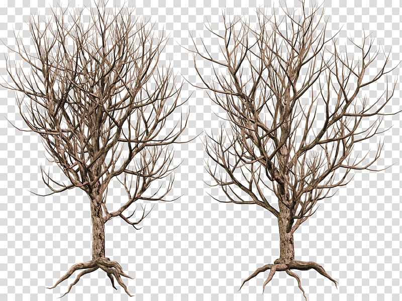 Trees , illustration of two withered trees transparent background PNG clipart