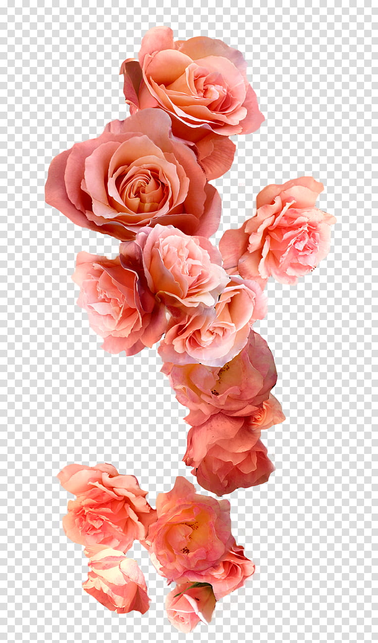 K Watchers, orange-petaled flowers transparent background PNG clipart