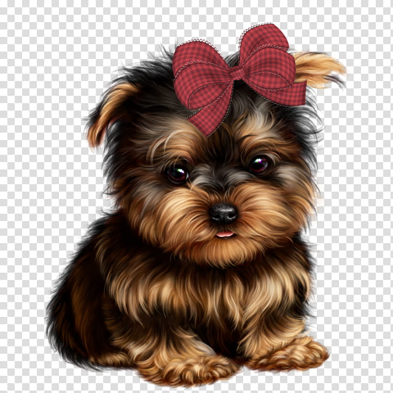 Book, Yorkshire Terrier, Morkie, Yorkipoo, Puppy, Australian Silky Terrier, Schnoodle, Shih Tzu transparent background PNG clipart