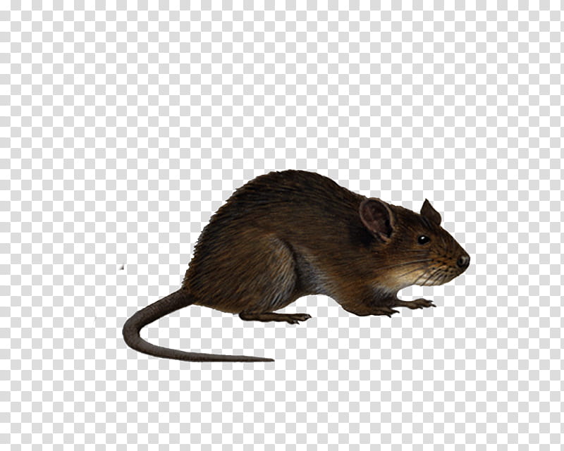 Rat , brown and gray mouse clp art transparent background PNG clipart
