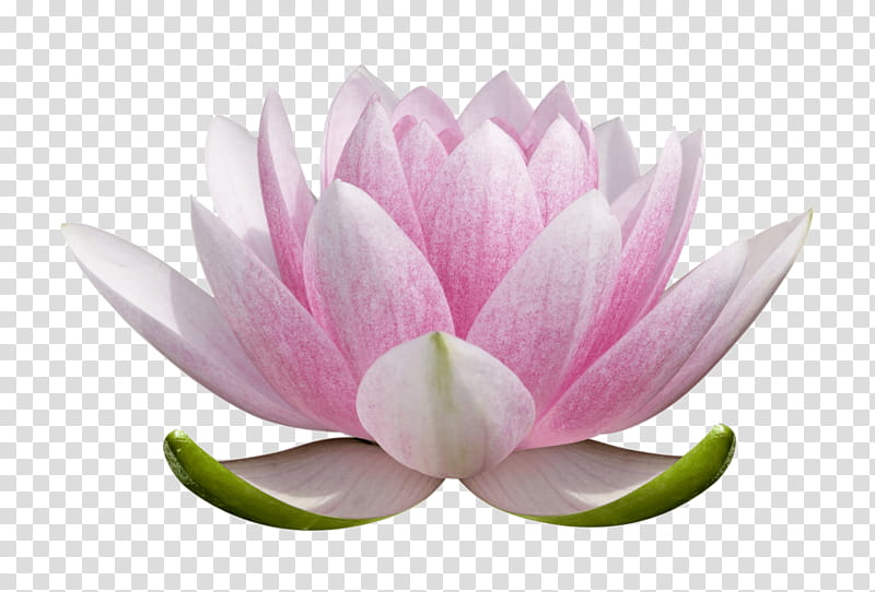 Pink Flower, Nymphaea Nelumbo, Hinduism, Padma, Om Mani Padme Hum, Free Classes, Symbol, Mandala transparent background PNG clipart