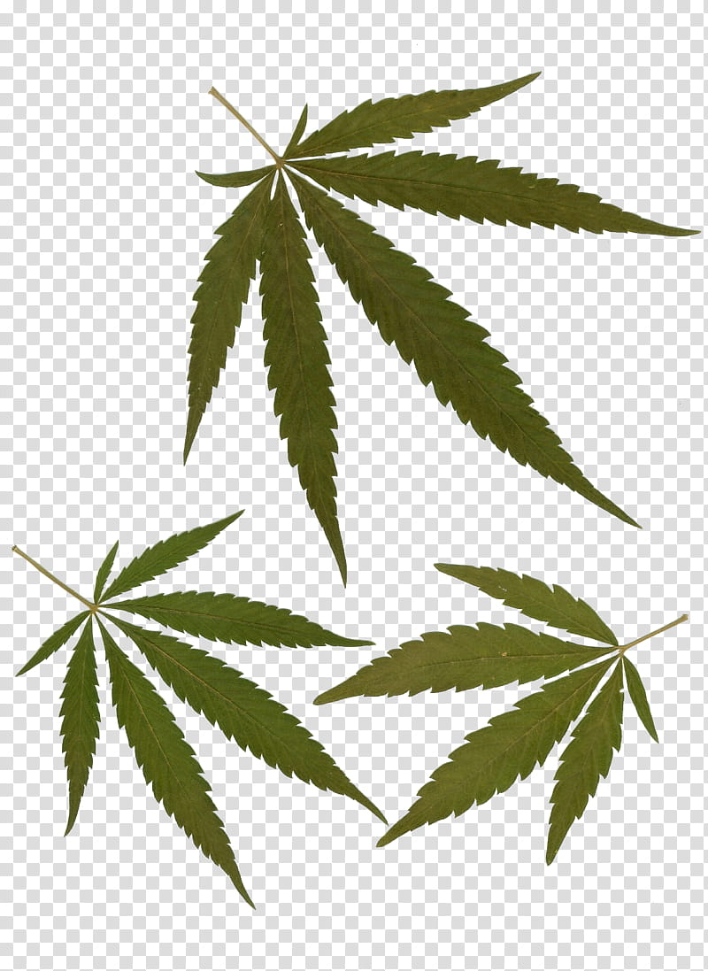 Real Cannabis Hemp Leaves transparent background PNG clipart