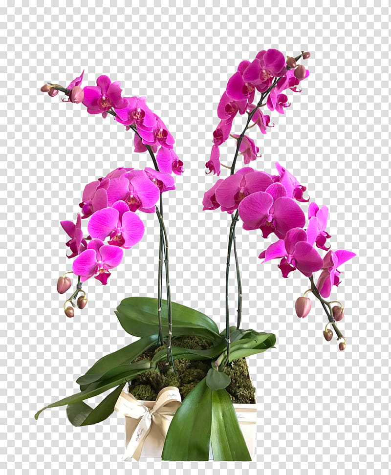 Flowers, Moth Orchids, Dendrobium, Cattleya Orchids, Plants, Cut Flowers, Early Purple Orchid, Singapore Orchid transparent background PNG clipart