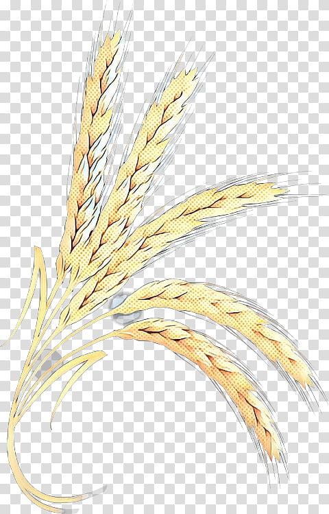 Wheat, Emmer, Grain, Yellow, Grass Family, Plant, Food Grain, Elymus Repens transparent background PNG clipart